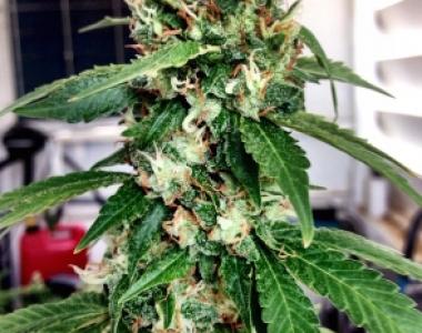 Royal Queen Seeds - Haze Berry cannabis seed
