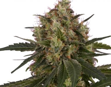Royal Queen Seeds - Ice cannabis seed
