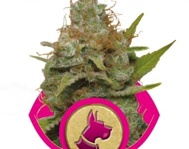 Royal Queen Seeds - Kali Dog cannabis seed
