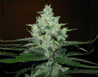 Royal Queen Seeds - Lemon Shining Silver Haze cannabis seed