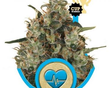 Royal Queen Seeds - Medical Mass cannabis seed