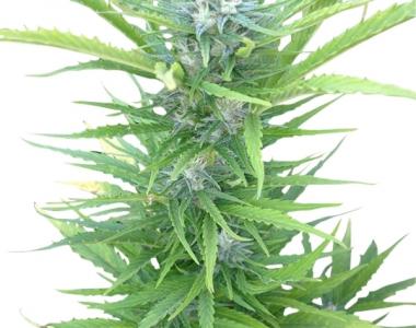 Royal Queen Seeds - Northern Light Automatic cannabis seed