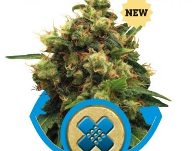 Royal Queen Seeds - Painkiller XL cannabis seed