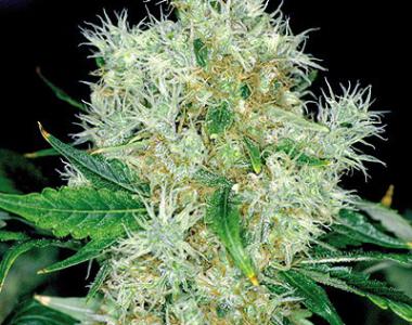 Royal Queen Seeds - Power Flower cannabis seed