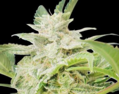 Royal Queen Seeds - Royal AK Automatic cannabis seed