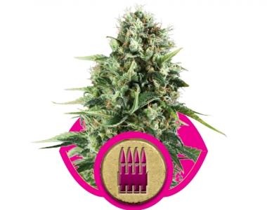 Royal Queen Seeds - Royal AK cannabis seed