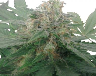 Royal Queen Seeds - Royal Bluematic cannabis seed