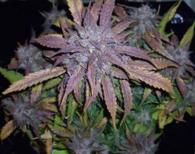 Royal Queen Seeds - Honey Cream FAST VERSION cannabis seed