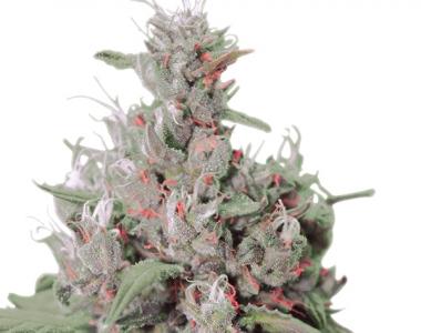 Royal Queen Seeds - Royal Creamatic cannabis seed