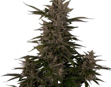 Royal Queen Seeds - Royal Critical Automatic cannabis seed