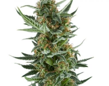 Royal Queen Seeds - Royal Dwarf cannabis seed