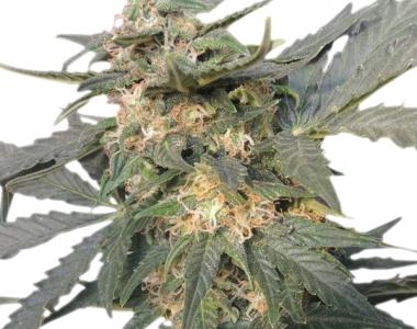 Royal Queen Seeds - Royal Haze Automatic cannabis seed
