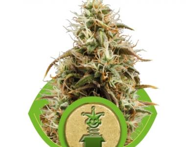 Royal Queen Seeds - Royal Jack Automatic cannabis seed