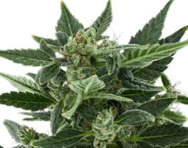 Royal Queen Seeds - Royal Kush Automatic cannabis seed
