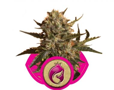 Royal Queen Seeds - Royal Madre cannabis seed