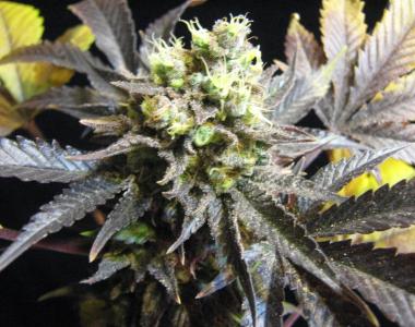 Royal Queen Seeds - Royal Medic cannabis seed