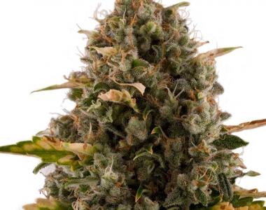 Royal Queen Seeds - Royal Moby cannabis seed