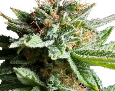 Royal Queen Seeds - Shining Silver Haze cannabis seed