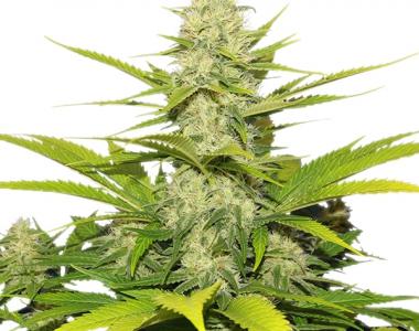 Royal Queen Seeds - Skunk XL cannabis seed
