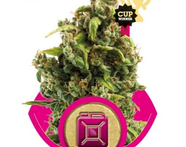 Royal Queen Seeds - Sour Diesel cannabis seed