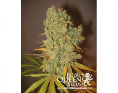 Royal Queen Seeds - Special Kush #1 cannabis seed