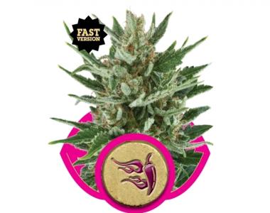 Royal Queen Seeds - Speedy Chile FAST VERSION cannabis seed