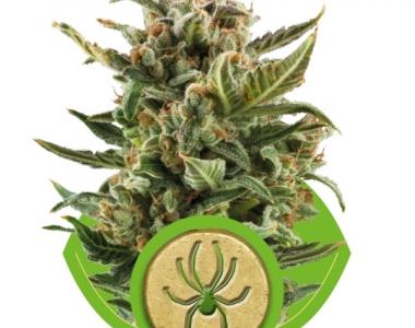 Royal Queen Seeds - White Widow Auto cannabis seed