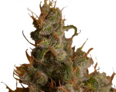 Royal Queen Seeds - White Widow cannabis seed