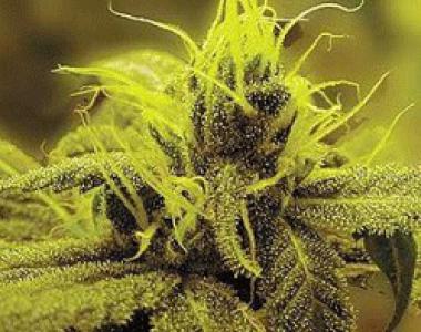 Sagarmatha Seeds - A 1 Haze cannabis seed