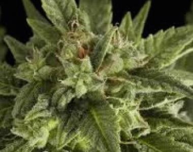 Sagarmatha Seeds - Auto Lowboldt cannabis seed