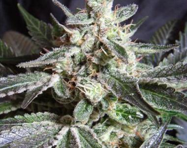 Sagarmatha Seeds - Black Buddha cannabis seed