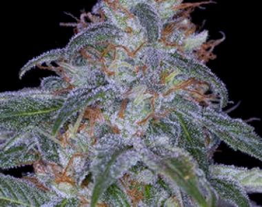 Sagarmatha Seeds - Black Domina Automatic cannabis seed