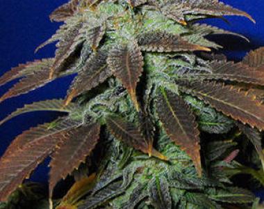 Sagarmatha Seeds - Blue Thunder cannabis seed