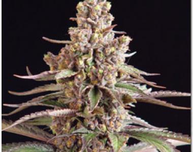Sagarmatha Seeds - Blueberry Bud cannabis seed