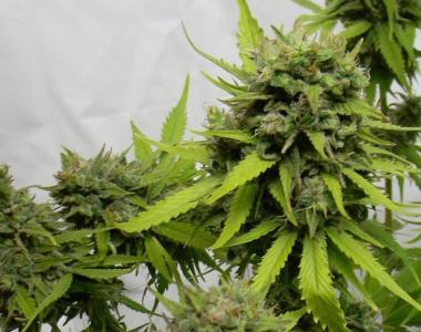 Sagarmatha Seeds - Boulder Bubblegum cannabis seed