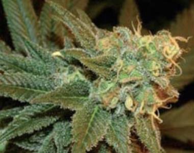 Sagarmatha Seeds - Bubbleberry cannabis seed