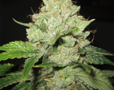 Sagarmatha Seeds - California Train Wreck cannabis seed