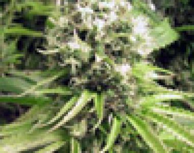 Sagarmatha Seeds - Skunk Wreck cannabis seed