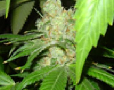 Sagarmatha Seeds - Chunky Skunk cannabis seed