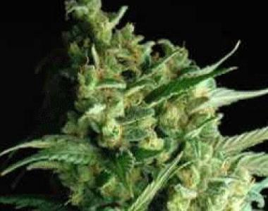 Sagarmatha Seeds - Double Bubbleberry cannabis seed
