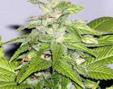 Sagarmatha Seeds - Early Riser cannabis seed