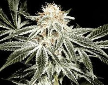 Sagarmatha Seeds - Gardeners Choice cannabis seed
