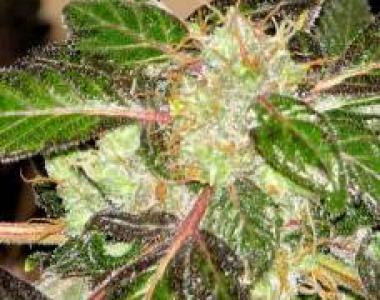 Sagarmatha Seeds - Indica XXL cannabis seed