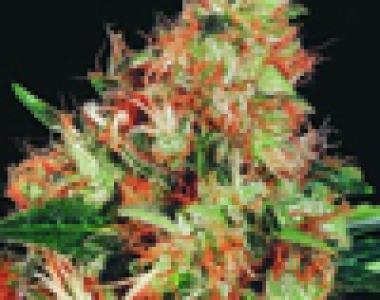 Sagarmatha Seeds - Matanuska Mist cannabis seed