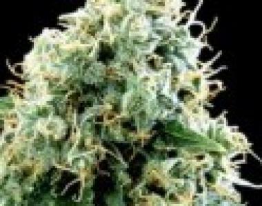 Sagarmatha Seeds - Matanuska Tundra cannabis seed