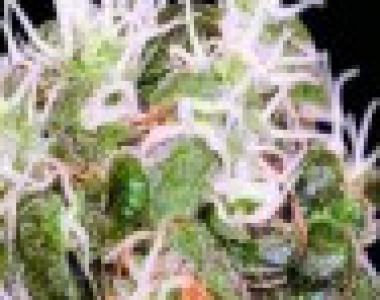 Sagarmatha Seeds - Midnight Blue cannabis seed