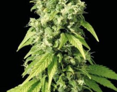 Sagarmatha Seeds - Northern Lights 9 cannabis seed