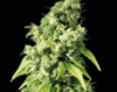 Sagarmatha Seeds - NY Diesel cannabis seed
