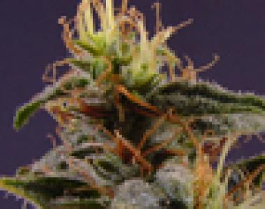 Sagarmatha Seeds - OGNL cannabis seed