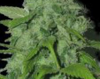 Sagarmatha Seeds - Peak 19 cannabis seed